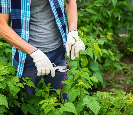 Два урожая ремонтантной малины в год — обрезаем правильно