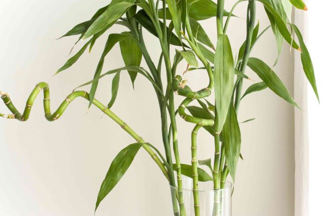 «Счастливый бамбук» (Dracaena sanderiana)
