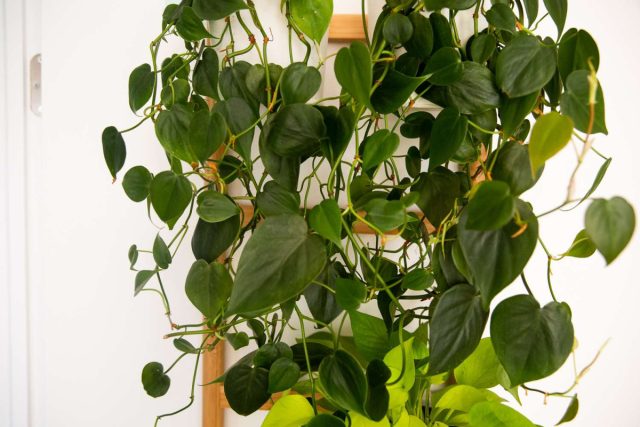 Филодендрон (Philodendron Heartleaf)