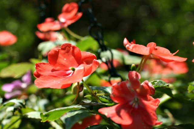Бальзамин Валлера (Impatiens walleriana)