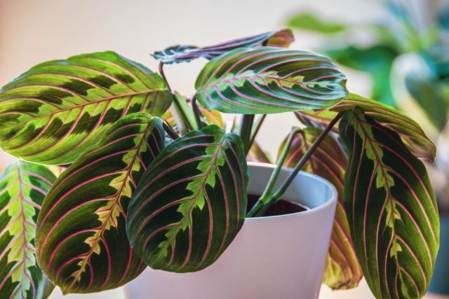 Маранта (Maranta leuconeura)