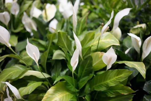 Спатифиллум (Spathiphyllum spp.)