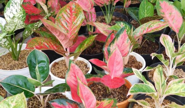 Аглаонема (Aglaonema)