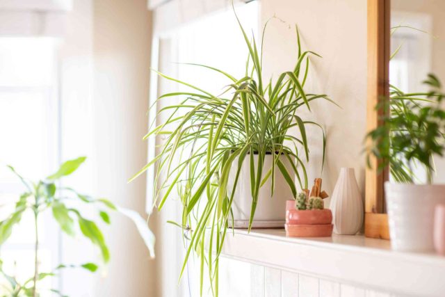 Хлорофитум (Chlorophytum comosum)