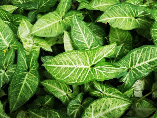 Сингониум (Syngonium podophyllum)