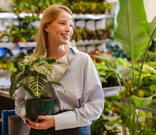 Как купить новый цветок и не создать себе проблем? - Комнатные растения Как купить новый цветок и не создать себе проблем