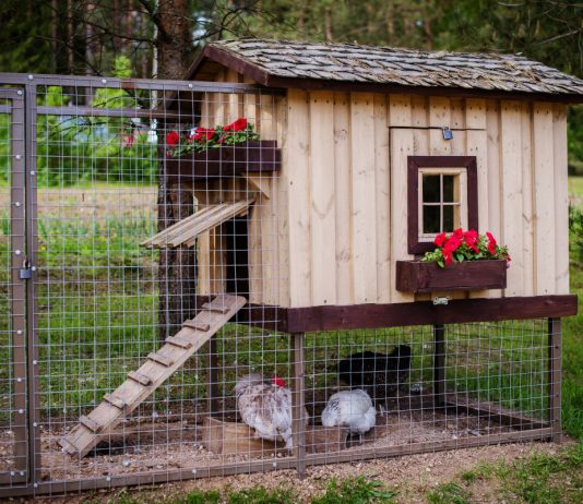 Как построить идеальный курятник — рекомендации экспертов - Животные Как построить идеальный курятник — рекомендации экспертов
