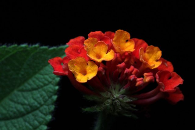 Лантана сводчатая «Кроцеа» (Lantana camara 'Crocea') Лантана сводчатая «Кроцеа» (Lantana camara 'Crocea')