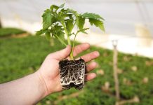 Как укрепить корневую систему растений и сделать их здоровее?