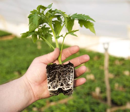 Как укрепить корневую систему растений и сделать их здоровее?