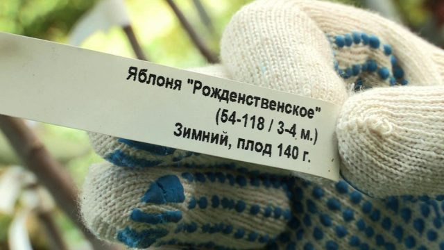 Обязательно посмотрите на бирку, чтобы убедиться, что растение соответствует условиям вашего сада.