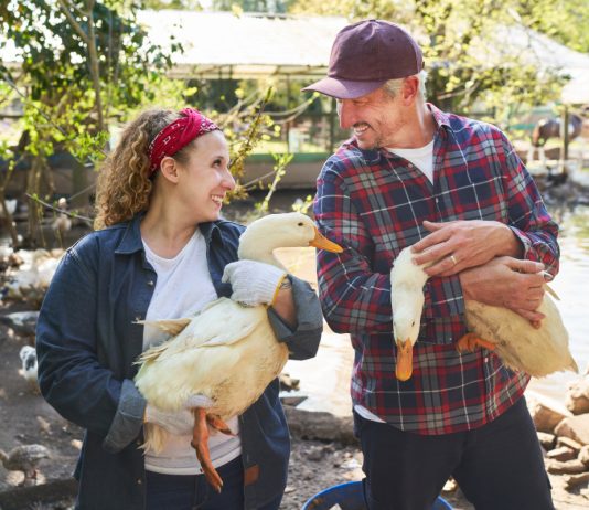 Каких птиц выбрать для домашнего хозяйства? - Животные Каких птиц выбрать для домашнего хозяйства?