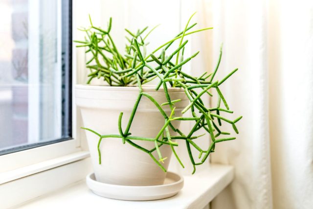Рипсалис (Mistletoe Cactus / Rhipsalis)