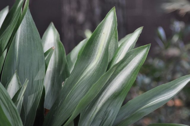 Аспидистра элатиор «Асаги» (Aspidistra elatior 'Asahi')