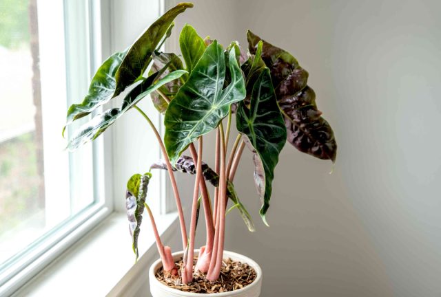 Алоказия «Пинк Драгон» (Alocasia 'Pink Dragon')