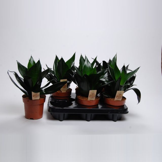 Сансевиерия «Блэк Драгон» (Sansevieria 'Black Dragon')