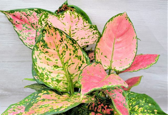 Аглаонема «Леди Валентина» (Aglaonema Evergreen 'Lady Valentine')