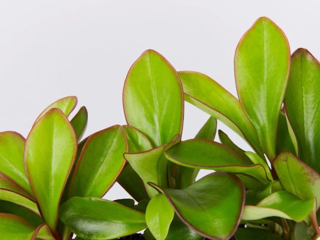 Пеперомия «Ред Эдж» (Peperomia 'Red Edge')
