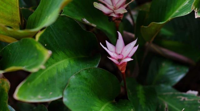 Калатея «Пинк Лотос» (Calathea 'Pink Lotus')