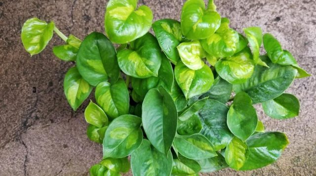Сциндапсус «Глобал Грин» (Pothos 'Global Green')
