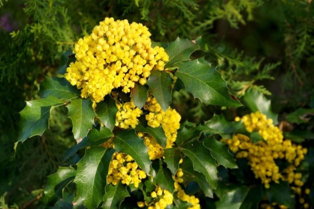 Магония падуболистная (mahonia aquifolium