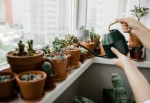 17 комнатных растений, которые достаточно поливать раз в месяц — мечта занятых и забывчивых