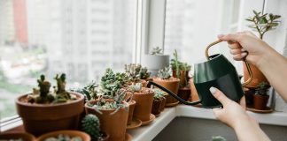 17 комнатных растений, которые достаточно поливать раз в месяц — мечта занятых и забывчивых
