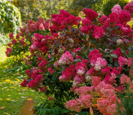Морозостойкая метельчатая гортензия — все об уходе и популярны