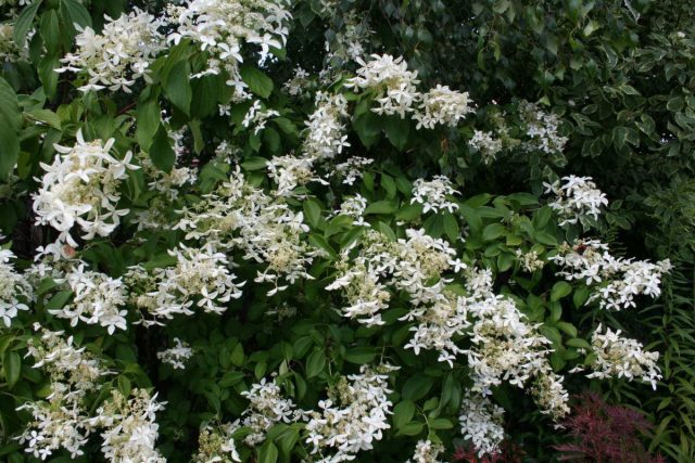 Сорт гортензии метельчатой «Грейт Стар» (Hydrangea paniculata 'Great Star')
