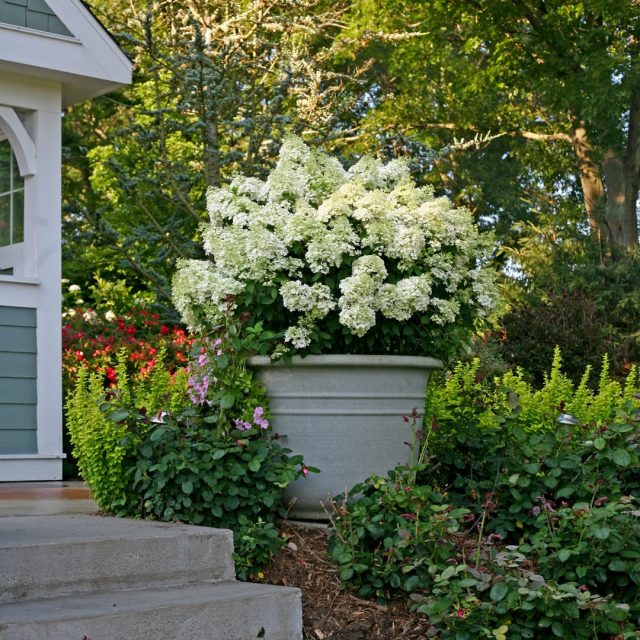 Сорт гортензии метельчатой «Бобо» (Hydrangea paniculata 'Bobo')
