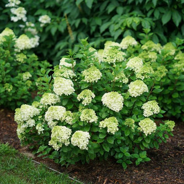Сорт гортензии метельчатой «Литтл Лайм» (Hydrangea paniculata 'Little Lime')