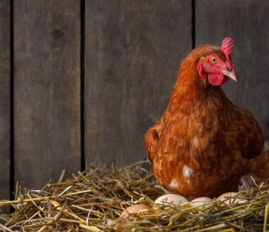 Лучшие яичные породы кур - Животные Лучшие яичные породы кур