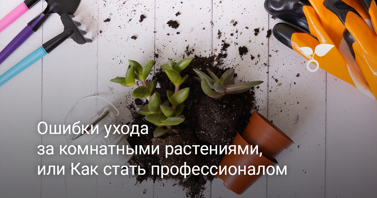 Ошибки ухода за комнатными растениями, или Как стать профессионалом ...