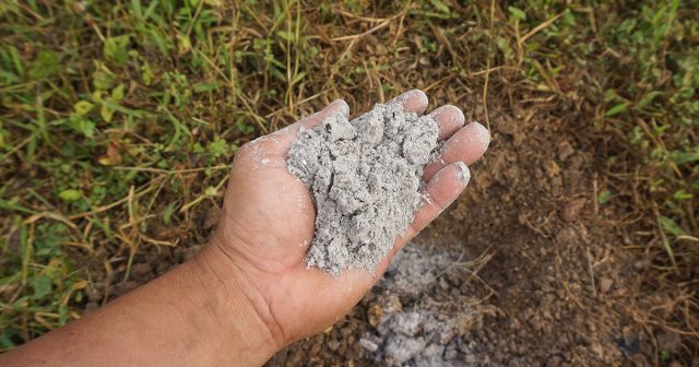 Подкормка высаженной рассады томатов золой ускоряет её приживаемость и стимулирует корнеобразование. Подкормка высаженной рассады томатов золой ускоряет её приживаемость и стимулирует корнеобразование.