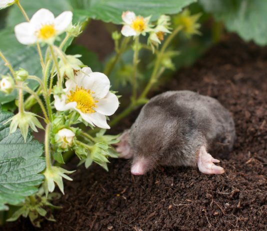 Подземные жители в саду - как отличить друзей от врагов