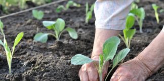 Простые советы, чтобы получить большой урожай