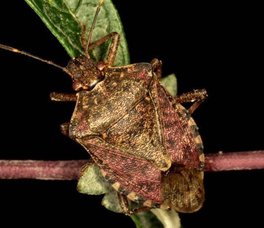 Сад без вредителей — это возможно! - Цветник и ландшафт Сад без вредителей — это возможно!