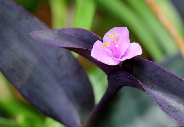 Традесканция бледная (Tradescantia pallida)
