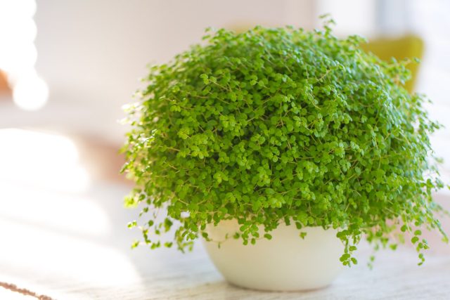 Солейролия (Soleirolia soleirolii)