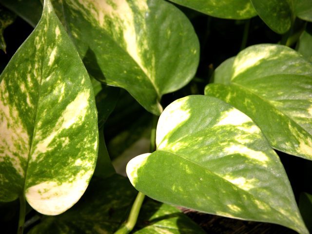 Эпипремнум золотистый (Epipremnum aureum)