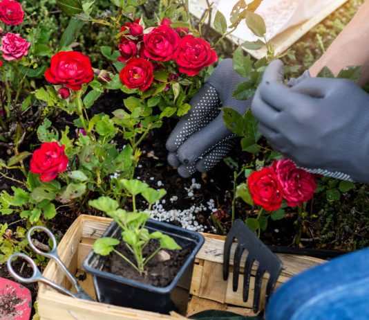 Все для здоровья и пышного цветения роз: как правильно подкормить?