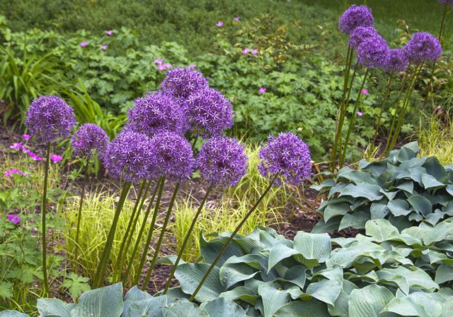 Лук