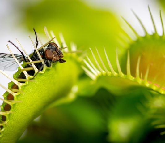 Лучшие плотоядные растения для любителей экзотики - Редкие и необычные Хищные экзоты: лучшие плотоядные растения для любителей необычного