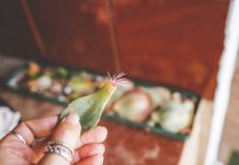 8 комнатных растений, которые можно вырастить из одного листа