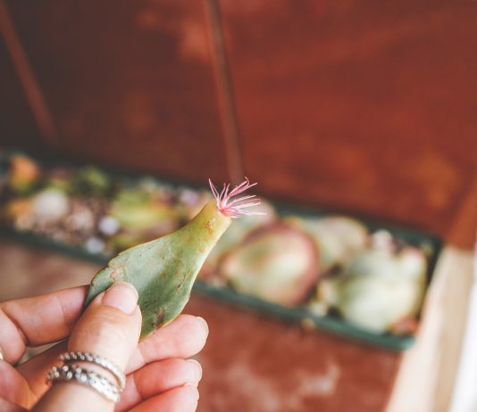 8 комнатных растений, которые можно вырастить из одного листа - Комнатные растения 8 комнатных растений, которые можно вырастить из одного листа