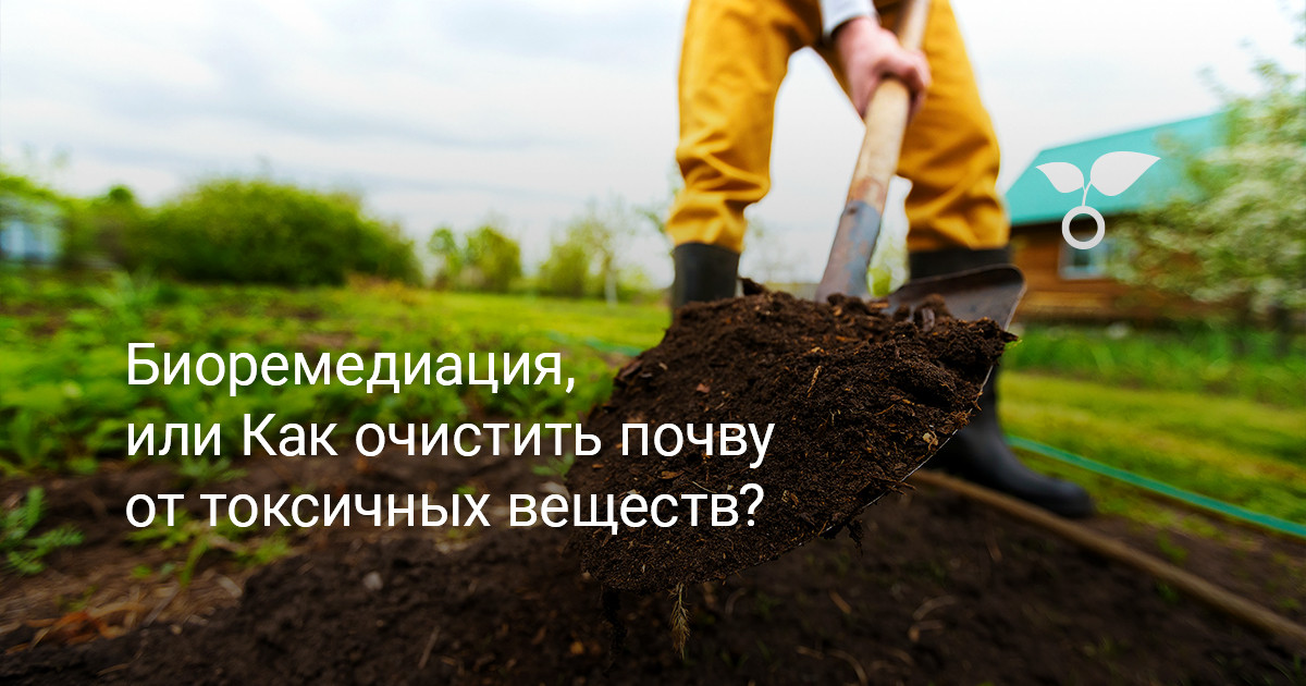 Биоремедиация, или Как очистить почву от токсичных веществ? — Ботаничка