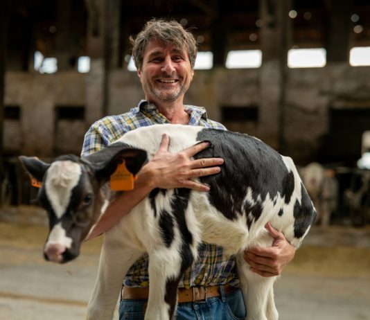 Частые заболевания у телят - как вырастить здоровую корову