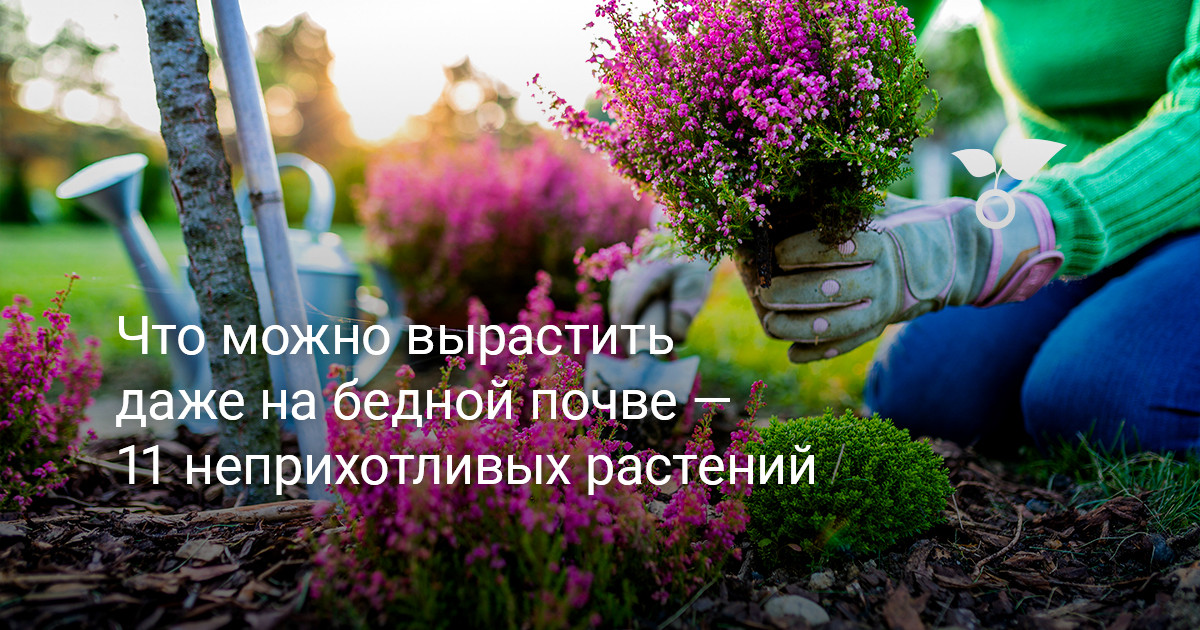 Как процветать на бедной почве — 11 неприхотливых растений для капризных участков — Ботаничка