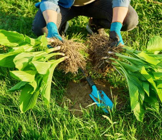 Делим многолетники правильно — легкий способ получить больше растений