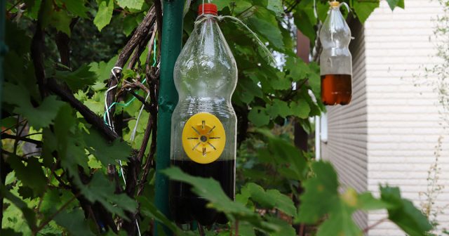 Ловушки больше относятся к профилактическим средствам и не помогут избавиться от осиного гнезда. Ловушки больше относятся к профилактическим средствам и не помогут избавиться от осиного гнезда.